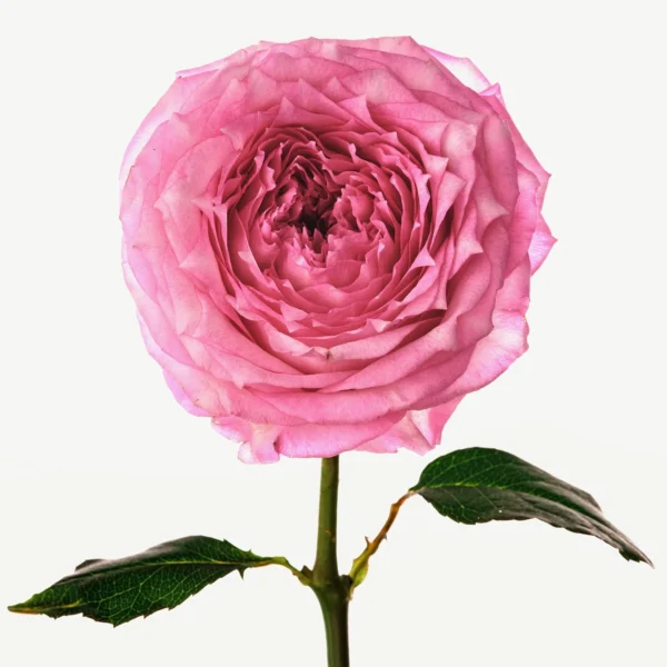 Rose Oud - 50ml - Collection Prestige - N°13 – Image 7